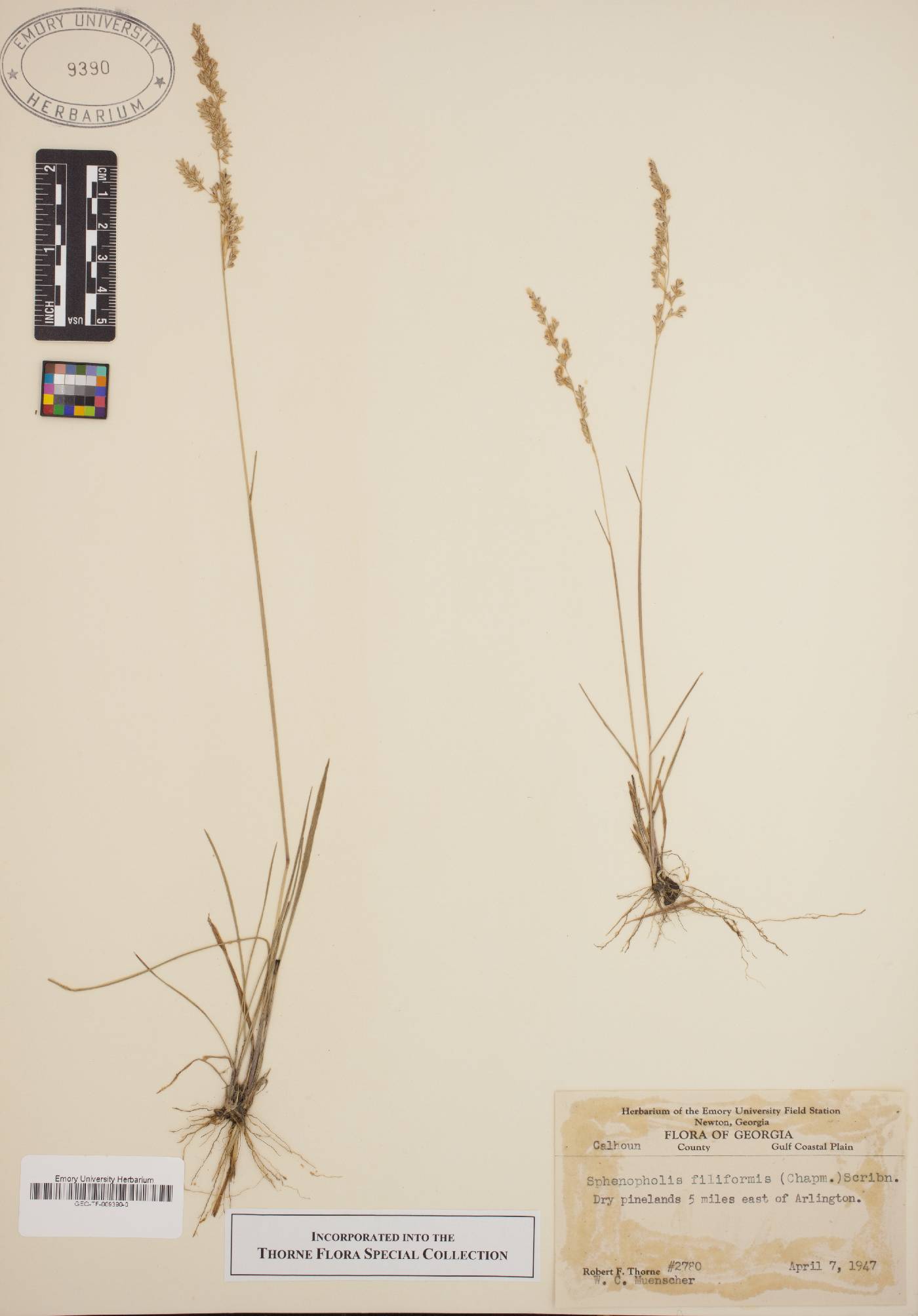 Sphenopholis filiformis image