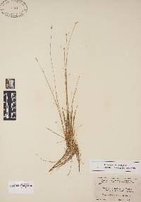 Eleocharis microcarpa image