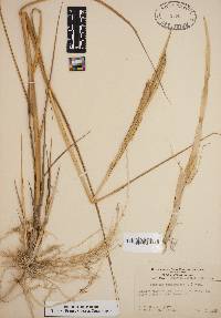 Spartina cynosuroides image