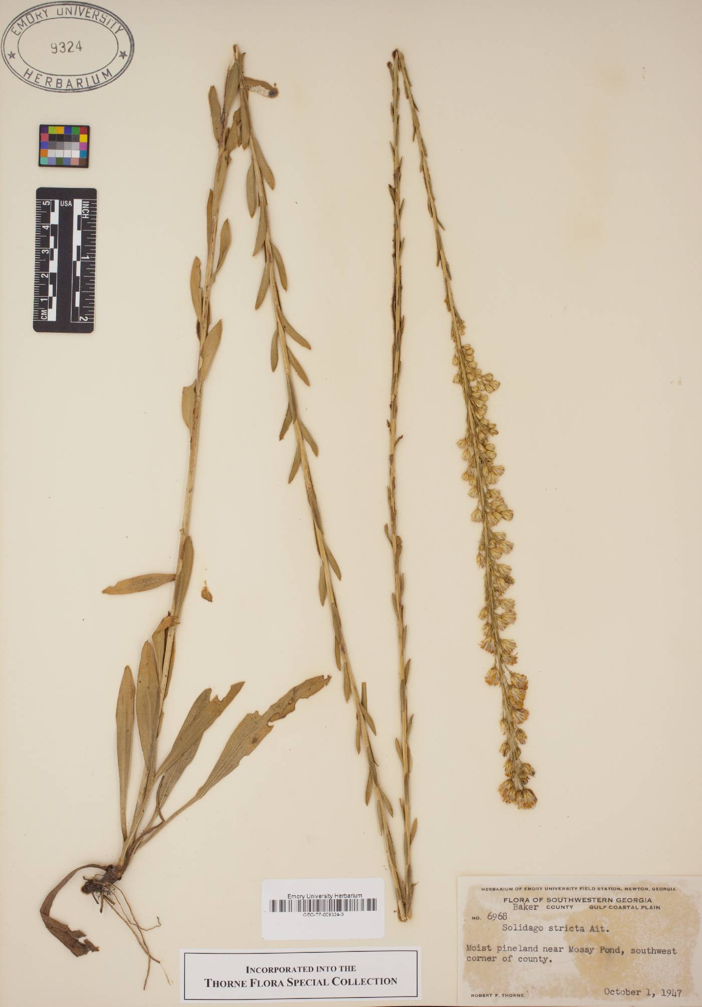 Solidago stricta image