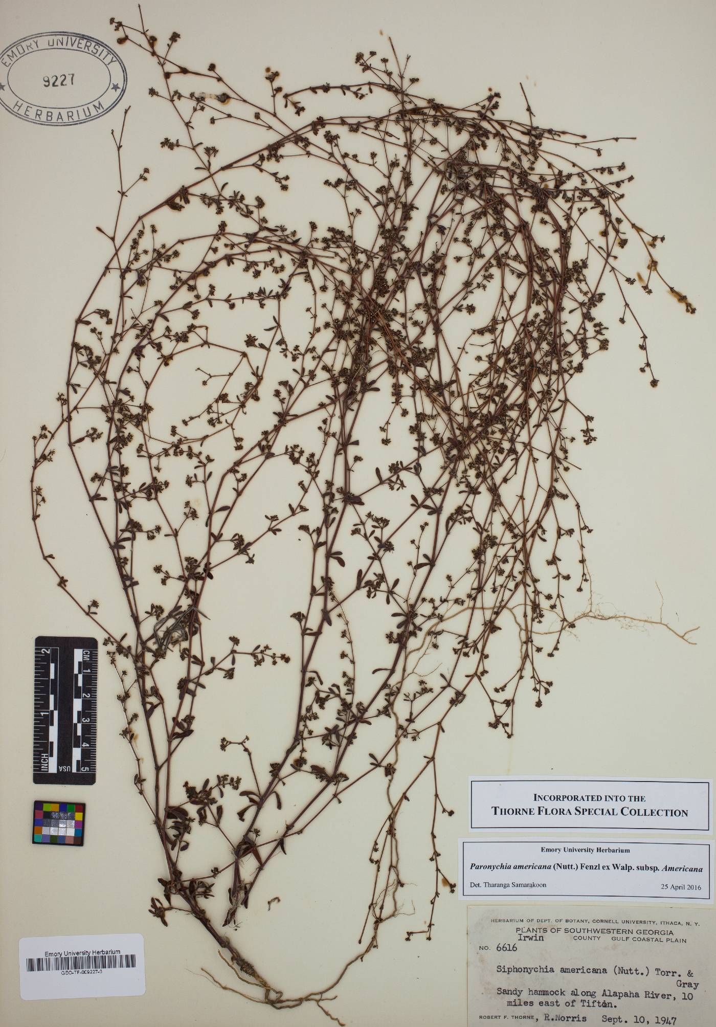 Paronychia americana subsp. americana image