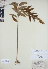 Teucrium canadense var. hypoleucum image