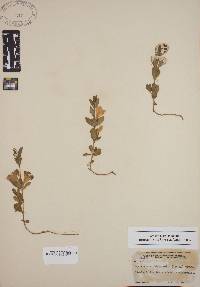 Dyschoriste oblongifolia image