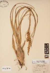 Tillandsia balbisiana image