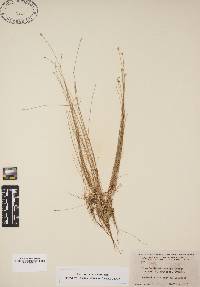 Eleocharis microcarpa image