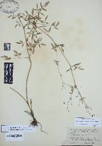 Image of Thalictrum macrostylum