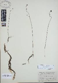 Utricularia gibba image