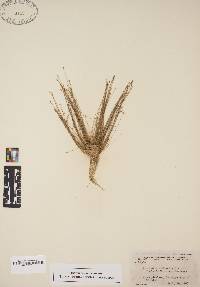 Eleocharis microcarpa image