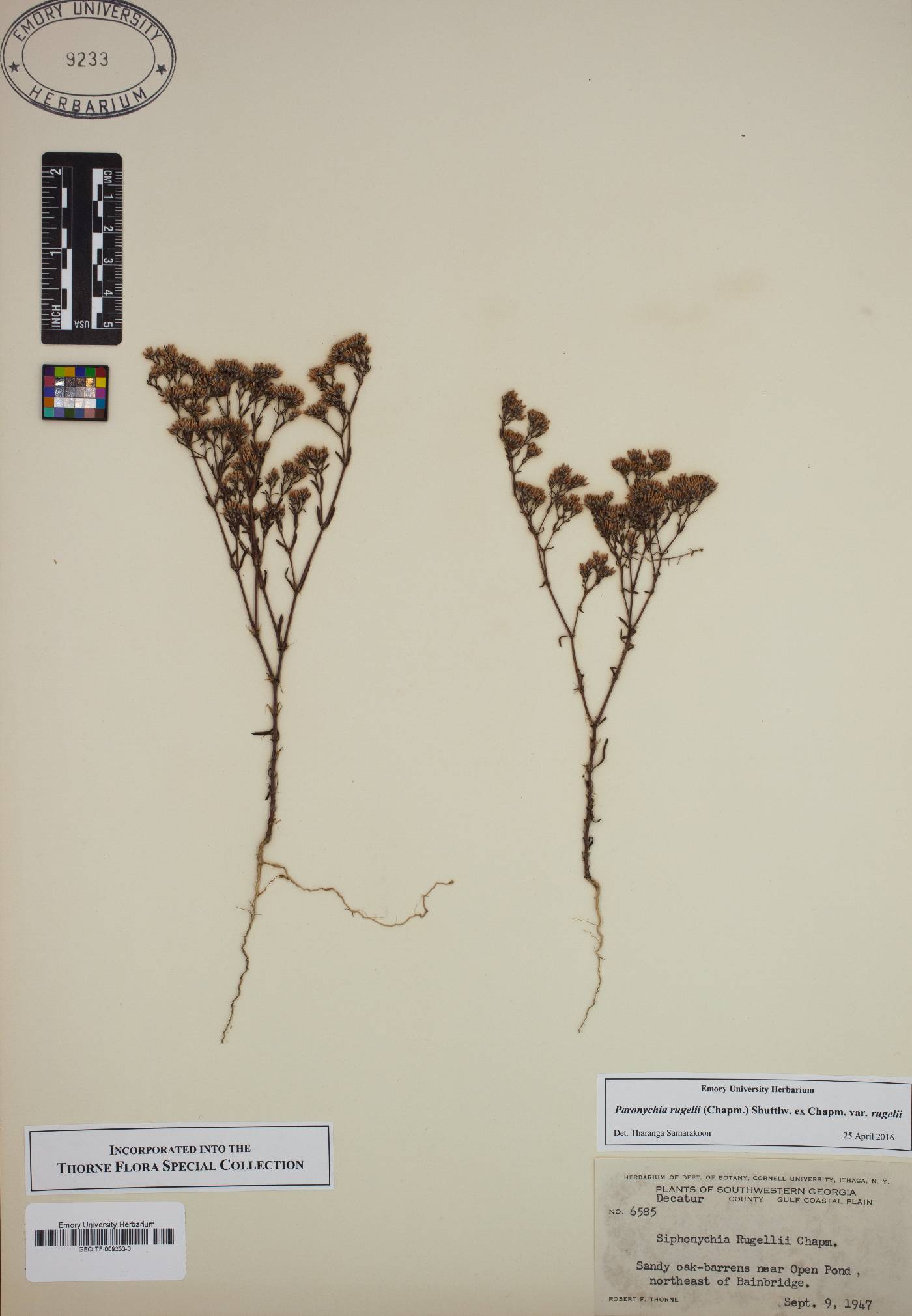 Paronychia rugelii var. rugelii image