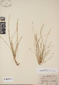 Eleocharis flavescens image