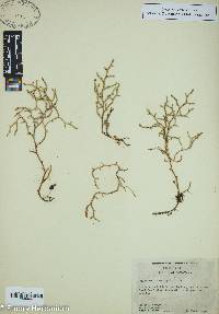 Selaginella tortipila image