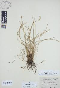 Sisyrinchium fuscatum image