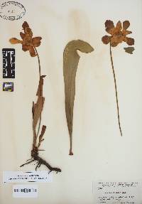 Sarracenia minor image