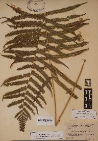 Thelypteris kunthii image