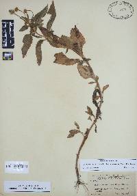 Acmella oppositifolia image