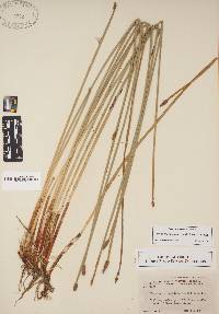 Eleocharis montana image