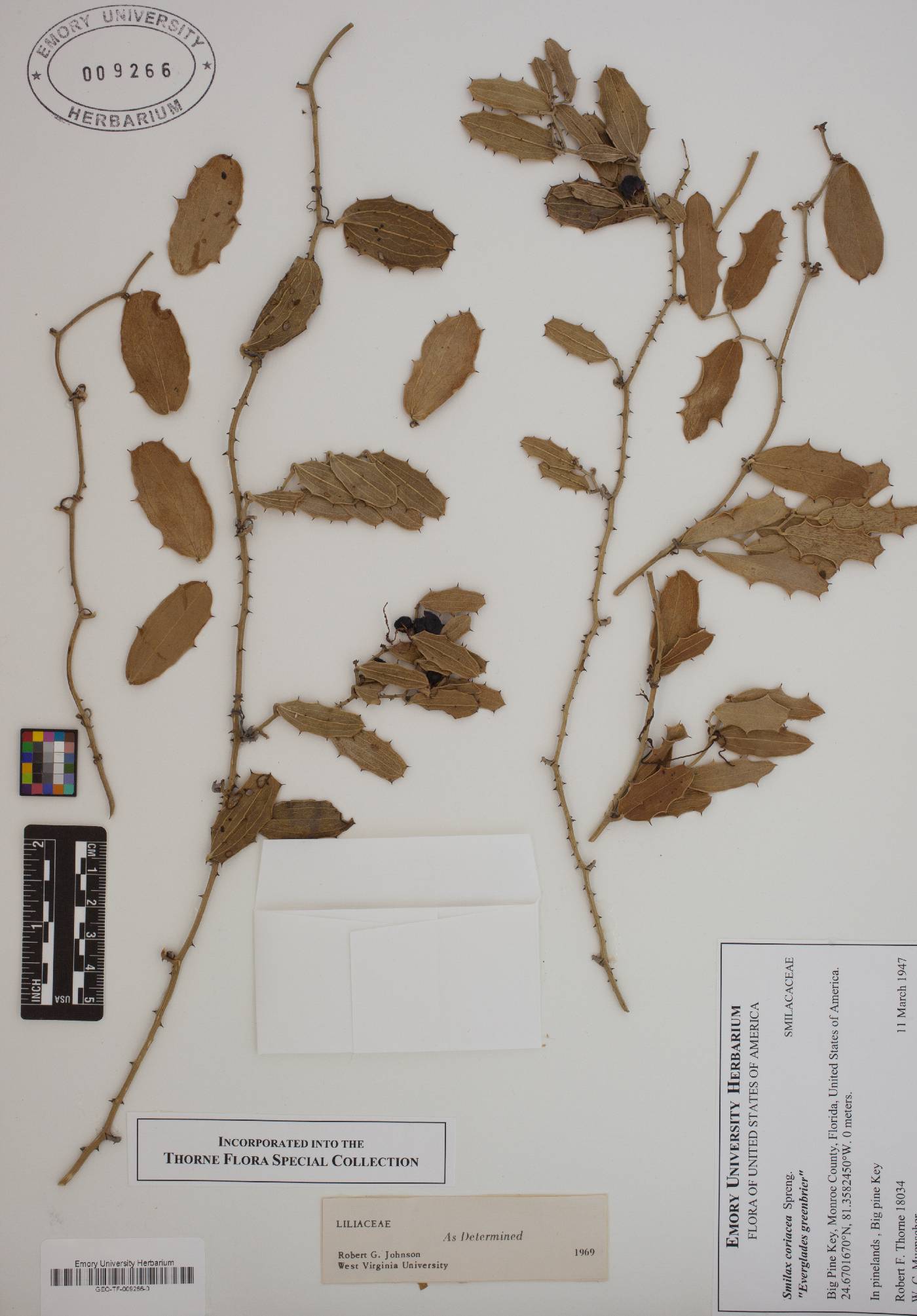 Smilax coriacea image