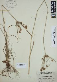 Cyperus retrorsus image