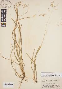 Poa cuspidata image