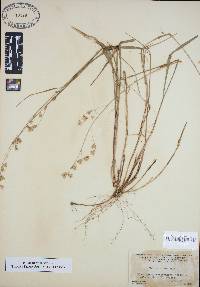 Melica mutica image