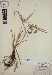 Cyperus entrerianus image