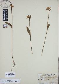 Pogonia ophioglossoides image