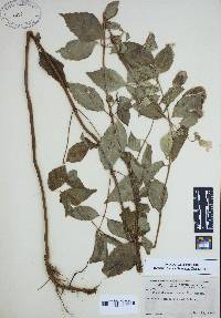 Pycnanthemum incanum image