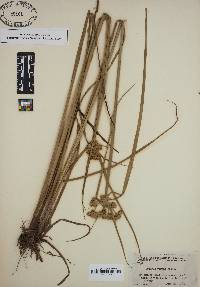 Cyperus virens image