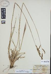 Paspalum plicatulum image