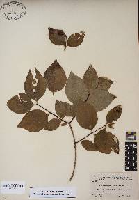 Philadelphus inodorus image