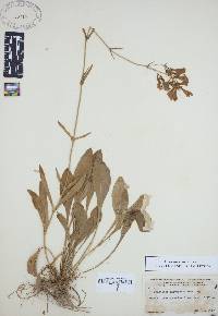 Penstemon laevigatus image