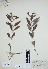 Lysimachia lanceolata image