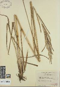 Paspalum urvillei image