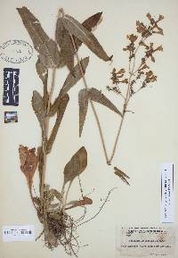 Penstemon laevigatus image