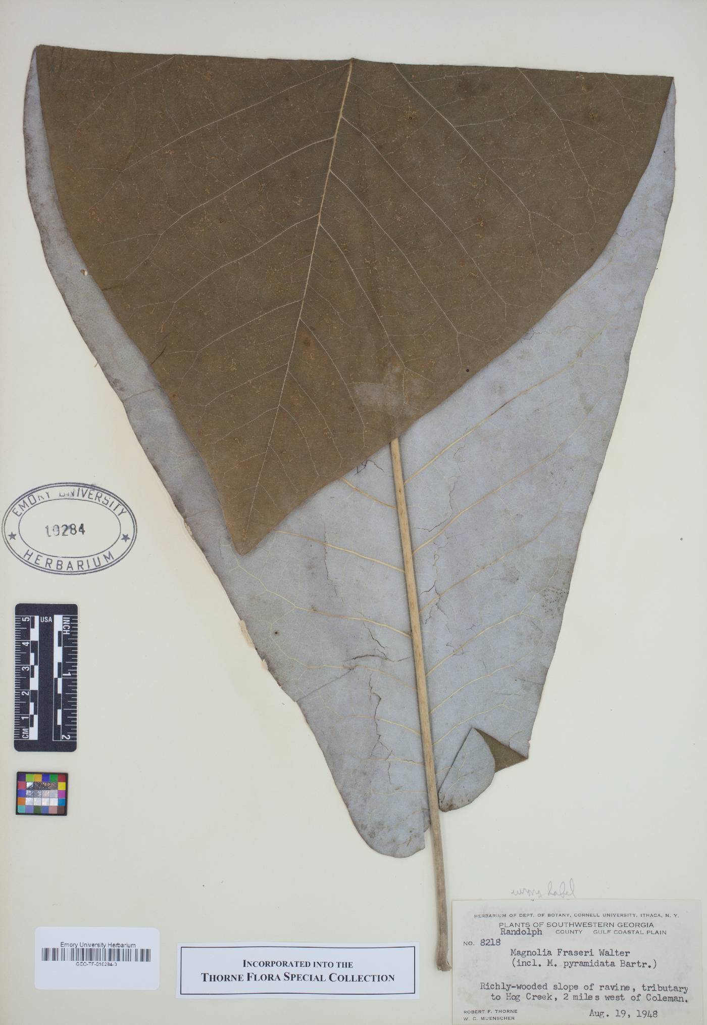 Magnolia fraseri image