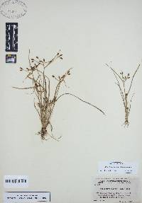 Rhynchospora nitens image