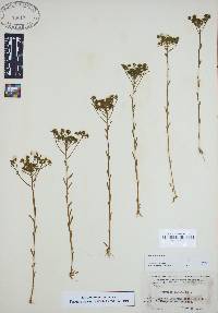 Polygala ramosa image