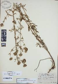 Pycnanthemum flexuosum image