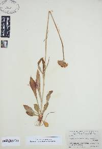 Marshallia obovata image