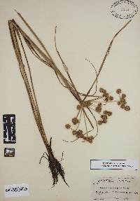 Cyperus pseudovegetus image