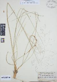 Muhlenbergia expansa image