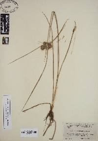 Cyperus pseudovegetus image