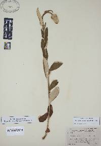 Pterocaulon pycnostachyum image