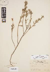 Oenothera humifusa image