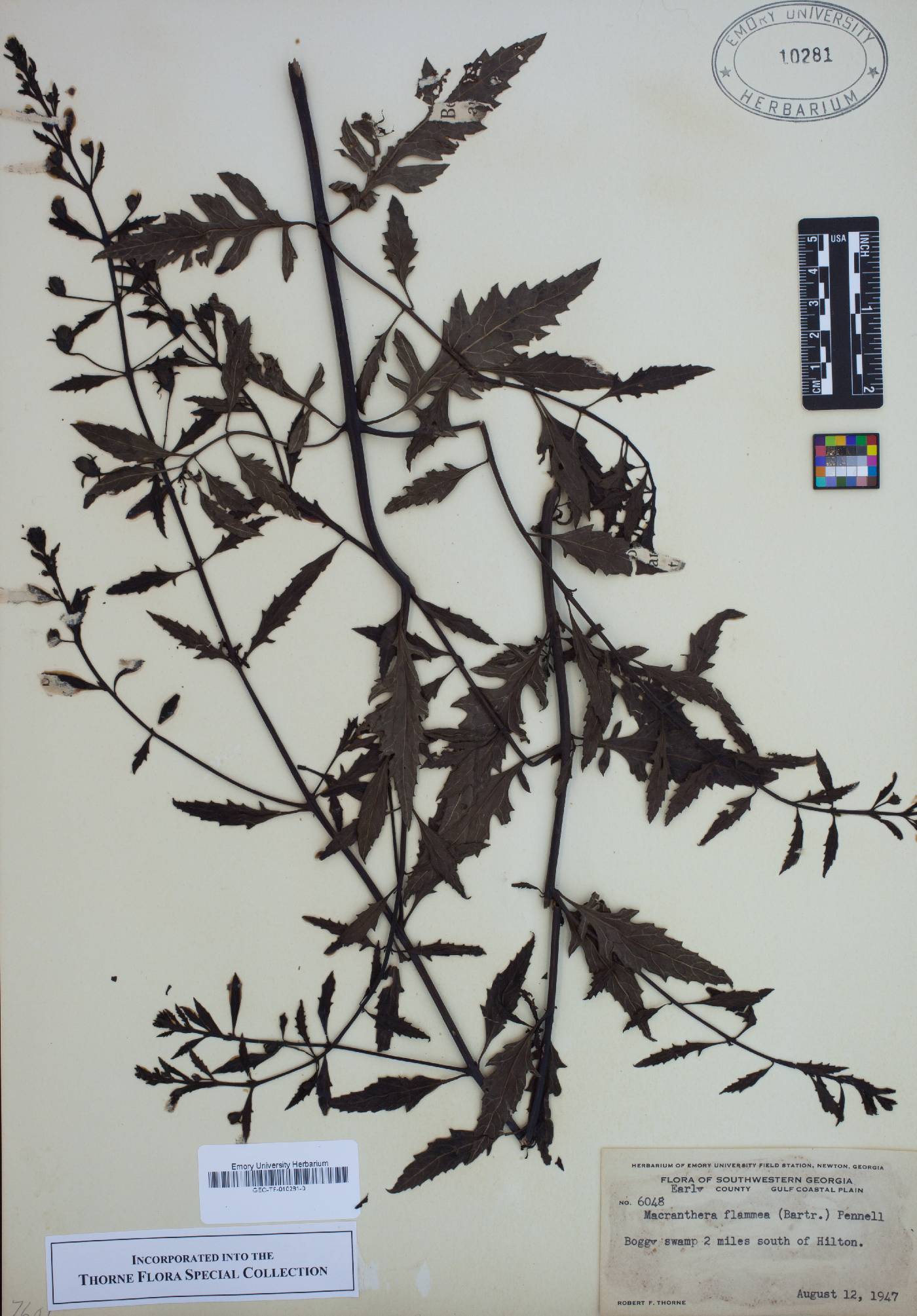 Macranthera image