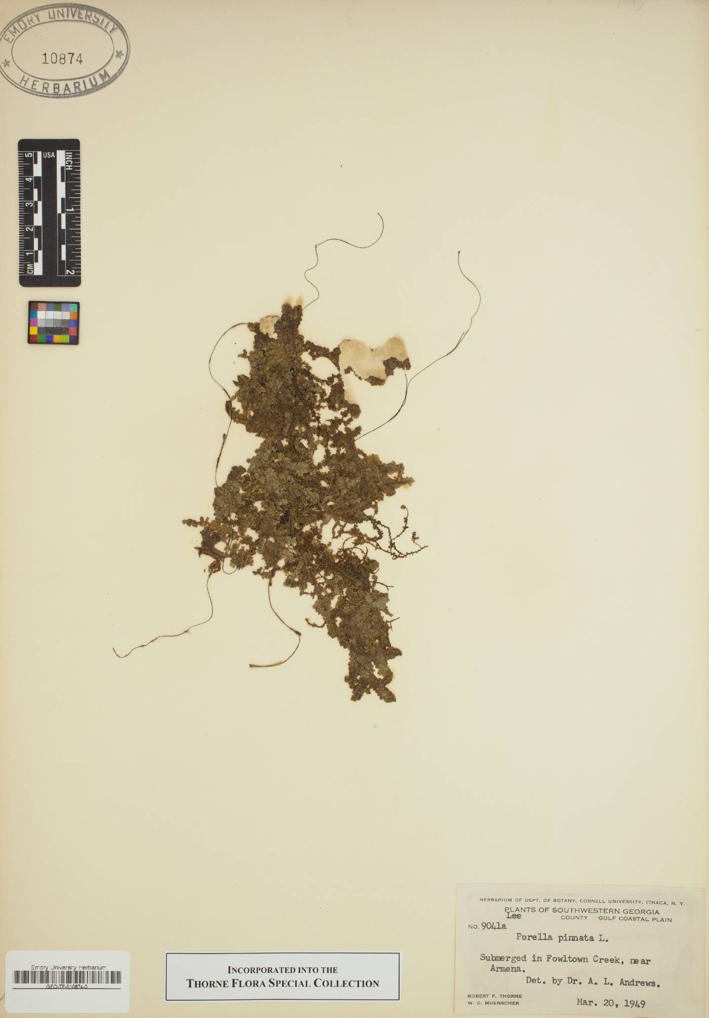 Porella image