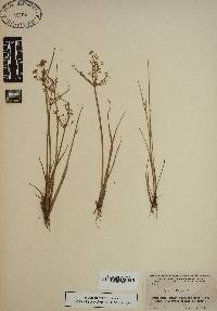 Cyperus haspan image