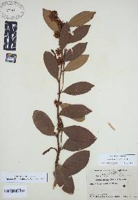 Lyonia lucida image