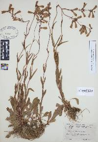 Penstemon australis image