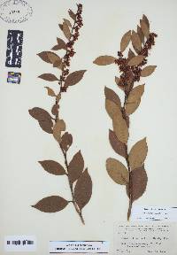 Lyonia lucida image